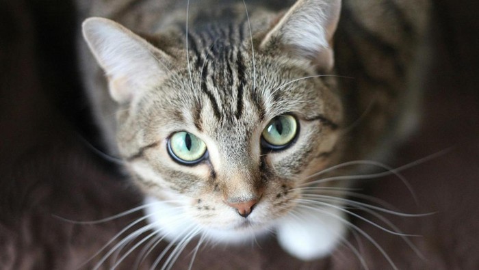 Ciri-ciri kucing rabies