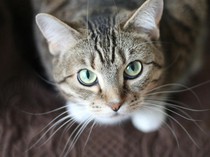 3 Langkah Mudah Bersihkan Pipis Kucing Biar Nggak Tercium Bau Pesing