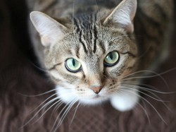 Daftar Bau yang Tidak Disukai Kucing, Ampuh untuk Mengusirnya
