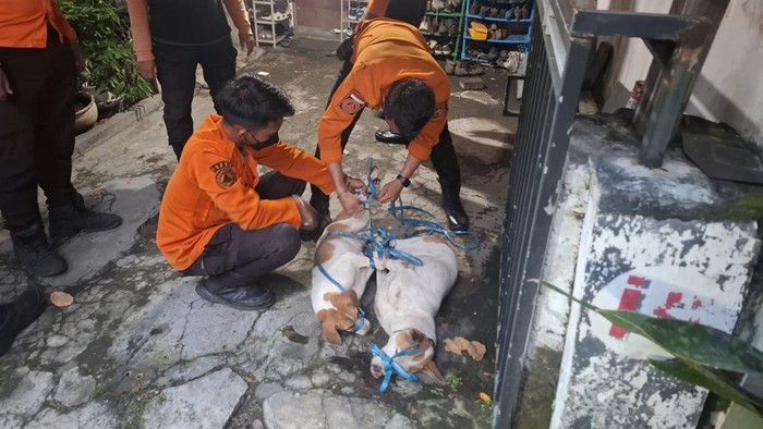 evakuasi anjing-anjing milik Yohanes