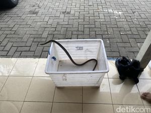 Bikin Kaget! Ular Jali Tetiba Nongol di Kelas Siswa SMP di Sleman