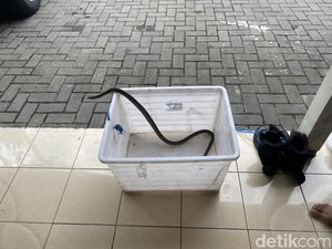 Bikin Kaget! Ular Jali Tetiba Nongol di Kelas Siswa SMP di Sleman