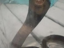 Hii! Ada Ular Kobra Ngumpet di Lemari, Ketahuan gegara Suara Desis