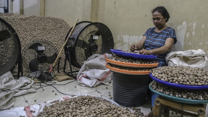 Seorang pekerja memperlihatkan fuli kering di salah satu gudang rempah di Ternate, Maluku Utara, Jumat (11/4/2025). Menurut pemilik gudang rempah fuli atau selaput tipis biji pala yang harganya mencapai Rp250 ribu per kilogram itu dalam sebulan diekspor sebanyak 3-6 ton melalui Surabaya dan selanjutnya dikirim ke beberapa negara asia seperti Singapura, Cina, Jepang, dan India. ANTARA FOTO/Andri Saputra/Spt.