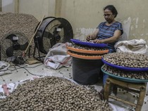 Biji Pala Ternate Diekspor ke Sejumlah Negara Asia