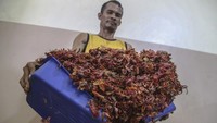 Selain biji pala, rempah fuli atau selaput tipis biji pala yang harganya mencapai Rp 250 ribu per kilogram juga dikirim ke beberapa negara asia seperti Singapura, Cina, Jepang, dan India.
