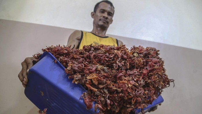 Fuli rempah-rempah khas Maluku Utara Seorang pekerja memperlihatkan fuli kering di salah satu gudang rempah di Ternate, Maluku Utara, Jumat (11/4/2025). Menurut pemilik gudang rempah fuli atau selaput tipis biji pala yang harganya mencapai Rp250 ribu per kilogram itu dalam sebulan diekspor sebanyak 3-6 ton melalui Surabaya dan selanjutnya dikirim ke beberapa negara asia seperti Singapura, Cina, Jepang, dan India. ANTARA FOTO/Andri Saputra/Spt.