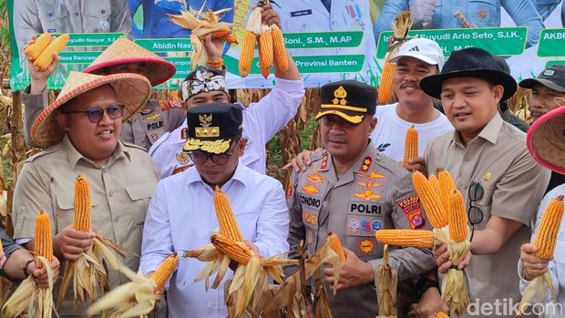 Gubernur Banten Andra Soni melakukan panen raya di kelompok tani binaan Polres Serang (Foto: Bahtiar/Detikcom)