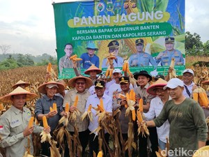 Gubernur Banten Andra Soni Panen Raya Jagung Petani Binaan Polres Serang