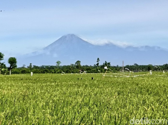 Gunung Erupsi Luncurkan Abu Vulkanik