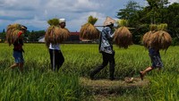 Sejumlah warga mengarak hasil panen padi saat pesta adat Katto Bokko (panen raya) Kerajaan Adat Marusu di Kassi Kebo, Kabupaten Maros, Sulawesi Selatan, Sabtu (12/4/2025).