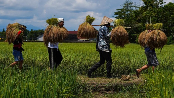 Sejumlah warga mengarak hasil panen padi saat pesta adat 'Katto Bokko' (panen raya) Kerajaan Adat Marusu di Kassi Kebo, Kabupaten Maros, Sulawesi Selatan, Sabtu (12/4/2025). Prosesi panen secara adat Katto Bokko tersebut rutin dilaksanakan sekali setahun oleh karaeng atau keturunan Kerajaan Marusu bersama masyarakat setempat sebagai bentuk ungkapan syukur atas hasil panen yang melimpah sekaligus menjadi daya tarik wisata, baik bagi wisatawan lokal maupun mancanegara. ANTARA FOTO/Hasrul Said/nz