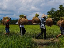Potret Panen Raya Adat Katto Bokko di Maros