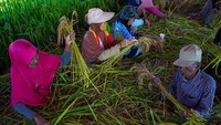 Prosesi panen secara adat Katto Bokko tersebut rutin dilaksanakan sekali setahun oleh karaeng atau keturunan Kerajaan Marusu bersama masyarakat setempat sebagai bentuk ungkapan syukur atas hasil panen yang melimpah.