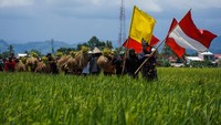 Acara panen raya ini menjadi daya tarik wisata, baik bagi wisatawan lokal maupun mancanegara.