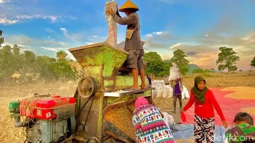 Penggilingan jagung hasil panen di Kabupaten Bima, NTB, ditengah anjloknya harga. (Dok. Rafiin/detikBali)