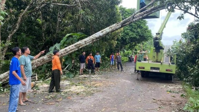 Pohon tumbang yang terjadi di Muba.