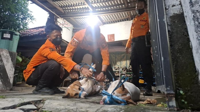 Proses evakuasi anjing milik Yohanes yang diduga memangsa jenazah tuannya.
