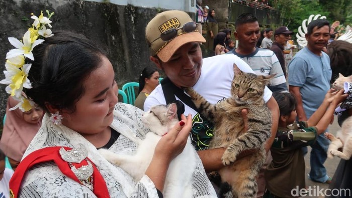 3 kucing di Banyuwangi ulang tahun