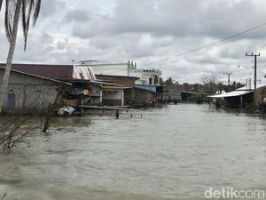 Teror Buaya di Malangke Luwu Utara saat Permukiman Setahun Terendam Banjir