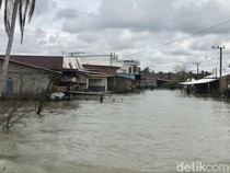Teror Buaya di Malangke Luwu Utara saat Permukiman Setahun Terendam Banjir
