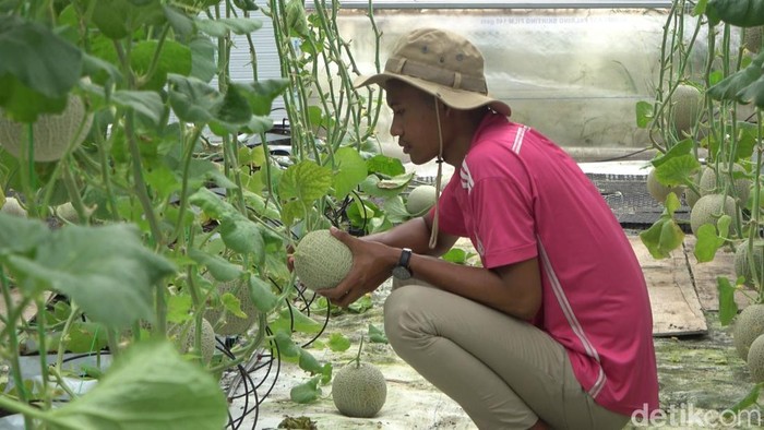 Budidaya melon di Lamongan menggunakan IoT
