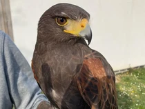 Akhir Petualangan Elang Galak