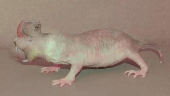 Hewan ini bisa dibilang jadi kejutan April Mop yang dibuat oleh majalah Discover pada tahun 1995. Hewan itu konon menggunakan pembuluh darahnya untuk memanaskan benjolan tulang di kepalanya hingga suhu tinggi, lalu mencairkannya melalui es dengan pelengkap yang dipanaskan. Meskipun itu jelas-jelas sebuah lelucon, banyak yang menganggap cerita itu benar, dan majalah itu menerima lebih banyak surat untuk artikel itu daripada artikel mana pun sebelumnya.Foto: Ebaumsworld