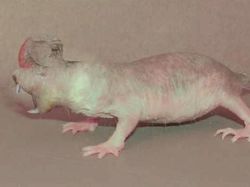 Deretan Hoaks Ilmiah Paling Konyol Sepanjang Sejarah