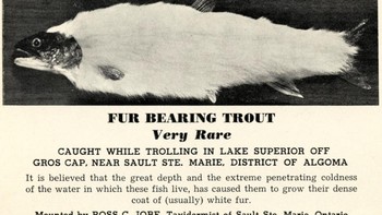 Ikan trout berbulu telah menjadi tipuan umum sepanjang sejarah. Pada tahun 1930-an, seorang perwakilan Kamar Dagang menciptakan tiga ikan trout berbulu dengan membungkus ikan trout dengan bulu kelinci. Ikan-ikan tersebut akhirnya dipajang di Museum Salida di Colorado. Ikan trout berbulu telah terlihat baru-baru ini pada tahun 2015. Foto: Ebaumsworld