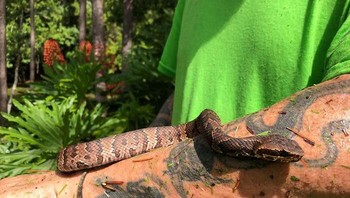 Ditulis Animals How Stuff Works, ular cottonmouth (Agkistrodong piscivorus) adalah satu-satunya ular air berbisa di Amerika Utara dan racunnya berbahaya. Foto: TechiesMidOrFeed via Bored Panda  