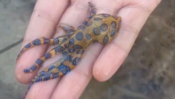 Dia nggak sadar bahwa yang dia pegang adalah makhluk beracun. Gurita cincin biru. Foto: The_Mighty_Bird via Bored Panda  