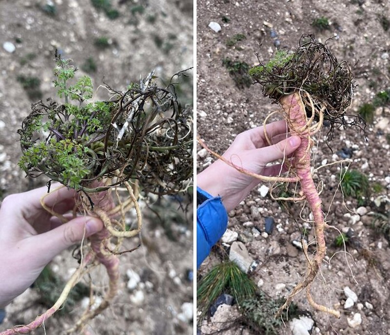 Orang-orang ini tidak sadar bahwa hal yang mereka lakukan ini membahayakan nyawa mereka. Hati-hati!