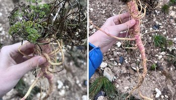 Wortel liar? Bukan, ini adalah hemlock air, yang sangat beracun. Foto: c_biv_2201 via Bored Panda  