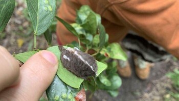 JANGAN SENTUH serangga itu. Bulunya berbisa dan merupakan salah satu serangga paling berbisa di Amerika Utara, saran netizen. Foto: mwhitmont via Bored Panda  