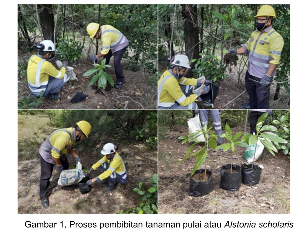 Proses pembibitan tanaman pulai atau Alstonia scholaris