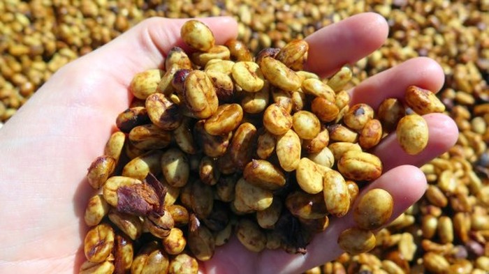 Coffee Honey Process