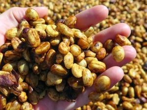 5 Fakta Kopi Honey Process yang Pengaruhi Profil Rasa Manis Alami