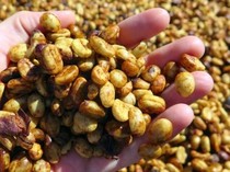 5 Fakta Kopi Honey Process yang Pengaruhi Profil Rasa Manis Alami