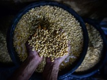 Harga Kedelai Naik Imbas Konflik Timteng, Bapanas Klaim Masih di Bawah Acuan