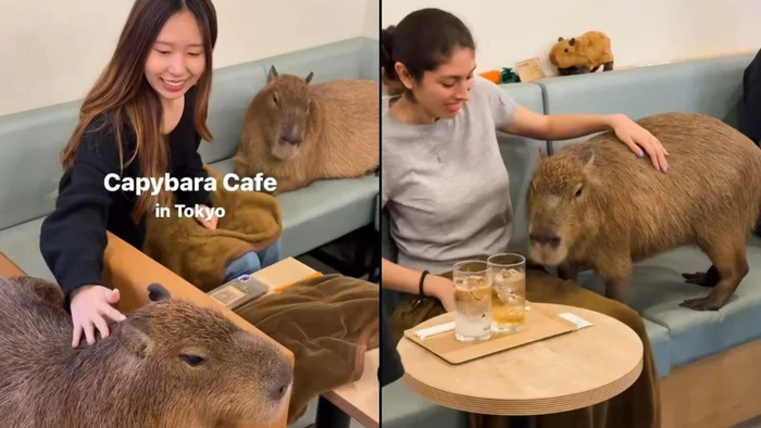 kafe unik di Jepang bisa main bareng capybara