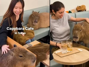 Seru! Di Kafe Ini Bisa Ngopi Sambil Main Bareng Capybara