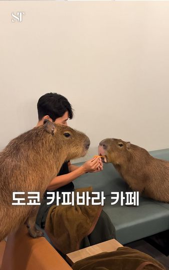 kafe unik di Jepang bisa main bareng capybara