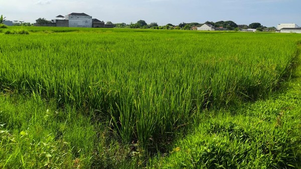Cirebon Siap Beraktivitas! Cuaca Stabil, Warga Tetap Diminta Waspada Perubahan Mendadak