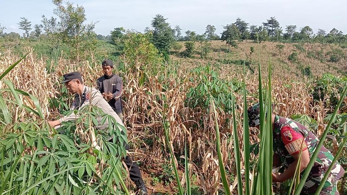 Panen Raya Jagung di Lahan Perhutani