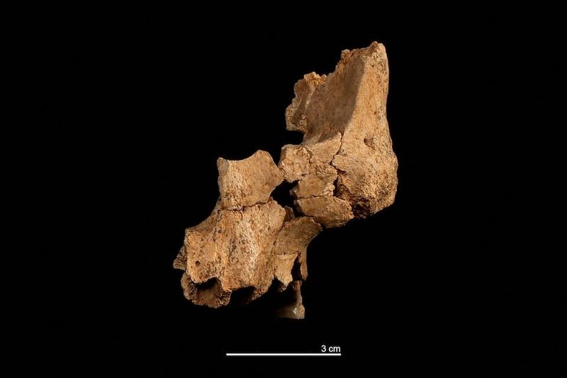 Penggalian arkeologi di gua Sima del Elefante yang terletak di pegunungan Atapuerca, Spanyol.