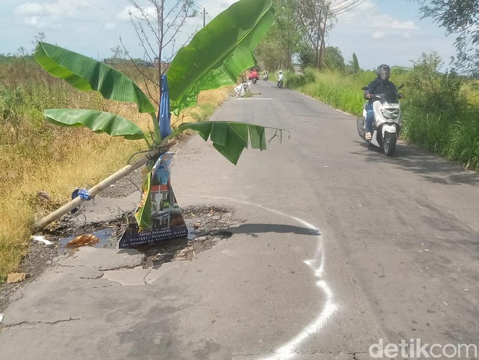 Pohon pisang ditanam di lubang jalan Delanggu-Polanharjo, Klaten, Senin (14/4/2025).