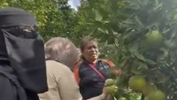 Keseruan juga terlihat saat Umi Pipik petik jeruk Medan di kebun. Pastinya yang dipilih yang besar-besar dan sudah matang! Foto: Instagram _ummi_pipik_