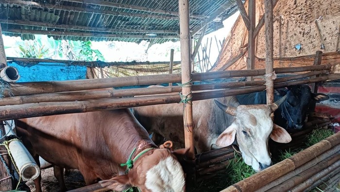 Sapi yang diduga dicuri dengan modus penipuan lewat WA