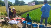 Para tamu pengunjung kegiatan panen raya setia menunggu Nasi Wiwit.